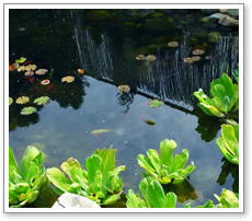 Pond Installation